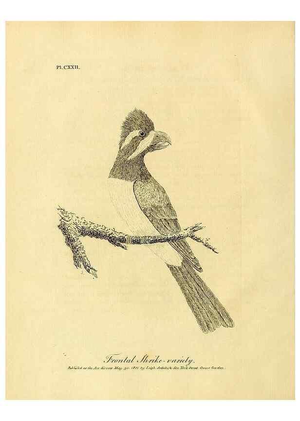 Reproducción/Reproduction 41596262442: Supplement II to the General synopsis of birds.. London :Printed for Leigh, Sotheby, & Son, York Street, Covent Garden,[1801 or 1802]. 