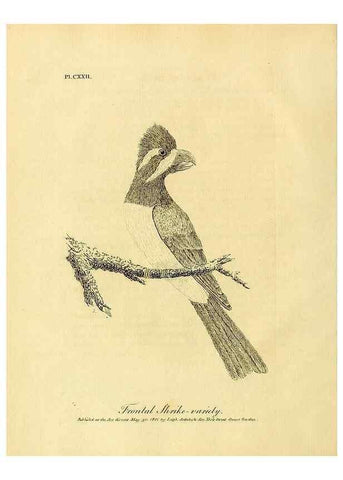 Reproducción/Reproduction 41596262442: Supplement II to the General synopsis of birds.. London :Printed for Leigh, Sotheby, & Son, York Street, Covent Garden,[1801 or 1802]. 
