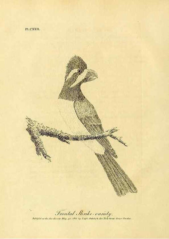 Reproducción/Reproduction 41596262442: Supplement II to the General synopsis of birds.. London :Printed for Leigh, Sotheby, & Son, York Street, Covent Garden,[1801 or 1802]. 