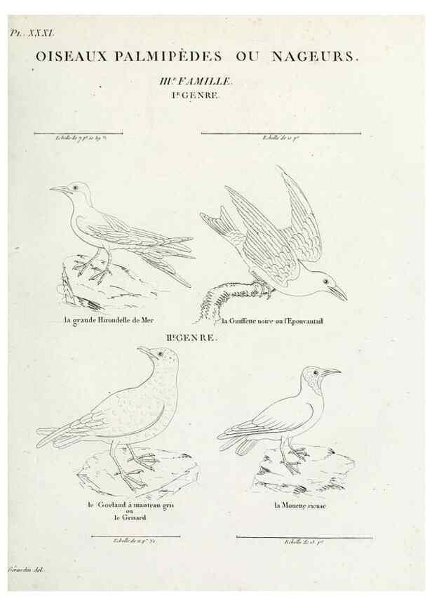 Reproducción/Reproduction 39775897030: Tableau élémentaire d'ornithologie, ou, Histoire naturelle des oiseaux que l'on rencontre communément en France :. Paris :Tournelsen,1806-1822.. 