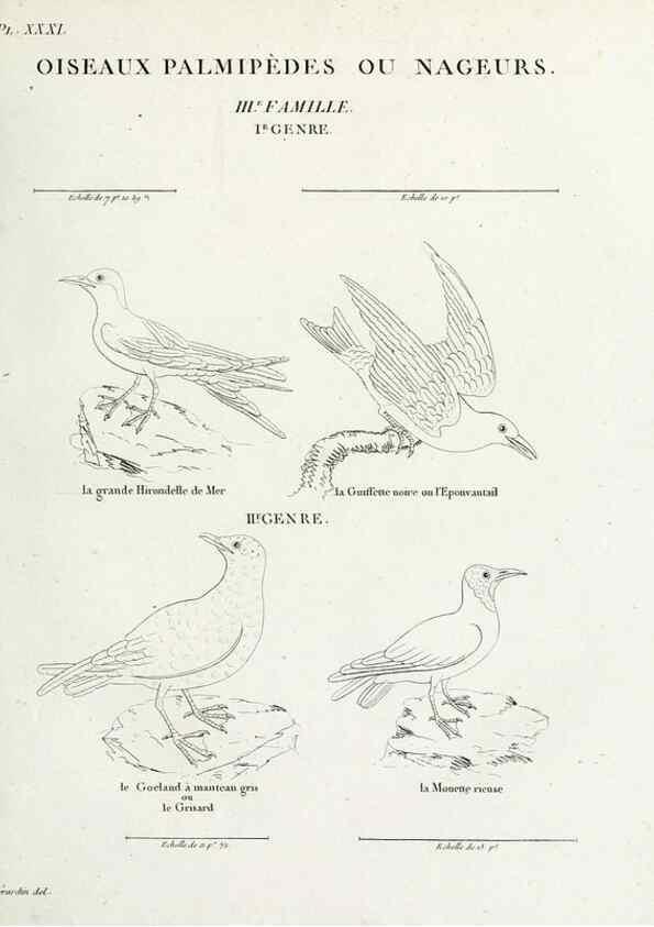 Reproducción/Reproduction 39775897030: Tableau élémentaire d'ornithologie, ou, Histoire naturelle des oiseaux que l'on rencontre communément en France :. Paris :Tournelsen,1806-1822.. 