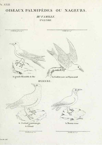 Reproducción/Reproduction 39775897030: Tableau élémentaire d'ornithologie, ou, Histoire naturelle des oiseaux que l'on rencontre communément en France :. Paris :Tournelsen,1806-1822.. 