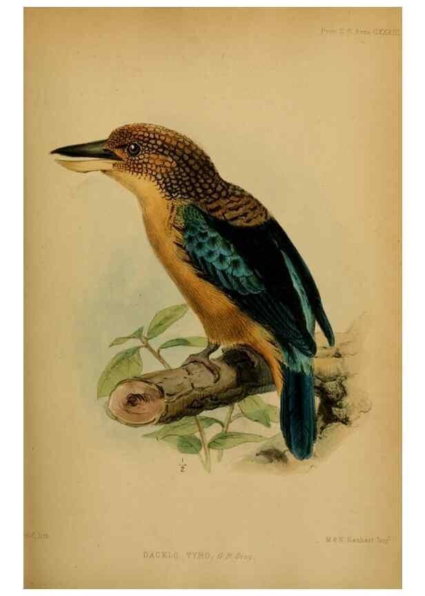 Reproducción/Reproduction 28157135488: Proceedings of the Zoological Society of London.. London :Academic Press, [etc.],1833-1965.. 