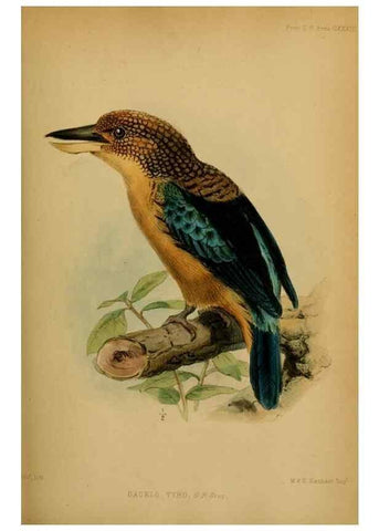 Reproducción/Reproduction 28157135488: Proceedings of the Zoological Society of London.. London :Academic Press, [etc.],1833-1965.. 