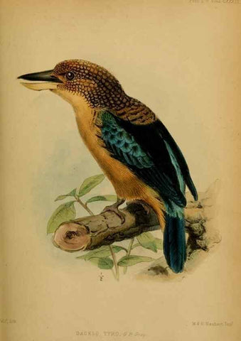 Reproducción/Reproduction 28157135488: Proceedings of the Zoological Society of London.. London :Academic Press, [etc.],1833-1965.. 