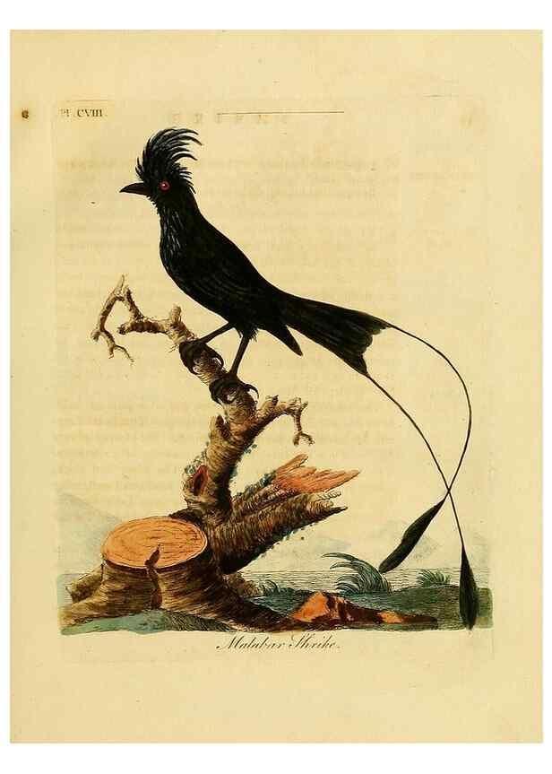 Reproducción/Reproduction 26768866547: Supplement to the General synopsis of birds.. London :Printed for Leigh & Sotheby ...,1787.. 