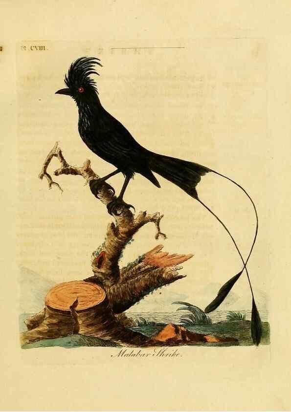 Reproducción/Reproduction 26768866547: Supplement to the General synopsis of birds.. London :Printed for Leigh & Sotheby ...,1787.. 