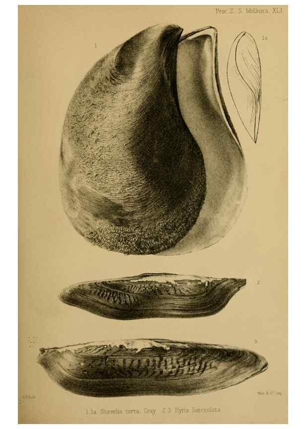 Reproducción/Reproduction 28156455528: Proceedings of the Zoological Society of London.. London :Academic Press, [etc.],1833-1965.. 