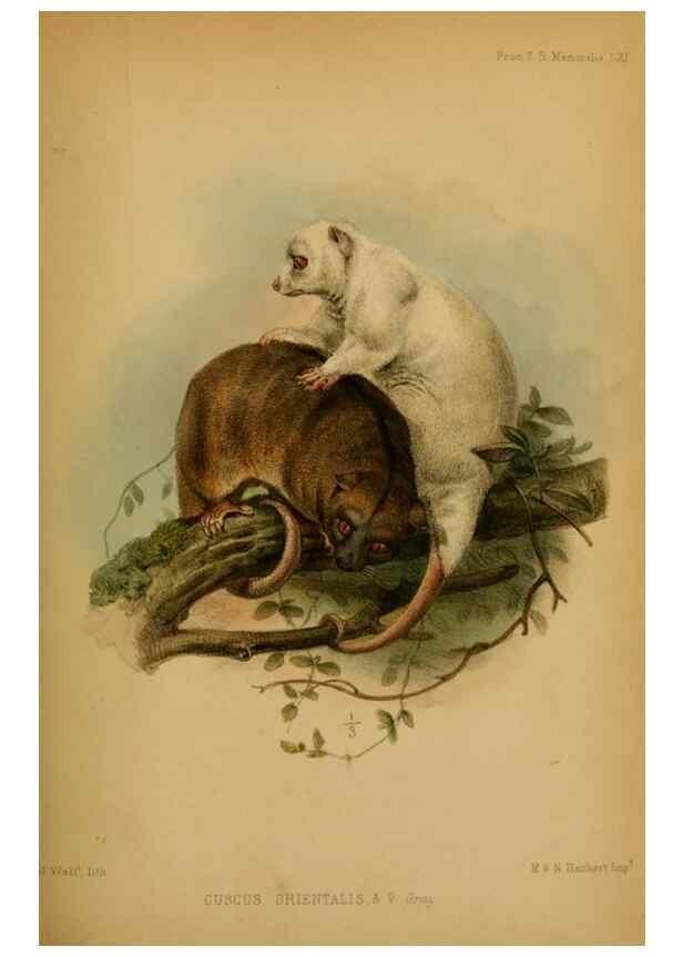 Reproducción/Reproduction 28156457798: Proceedings of the Zoological Society of London.. London :Academic Press, [etc.],1833-1965.. 