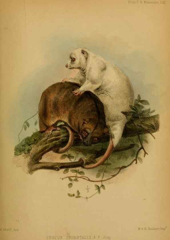 Reproducción/Reproduction 28156457798: Proceedings of the Zoological Society of London.. London :Academic Press, [etc.],1833-1965.. 