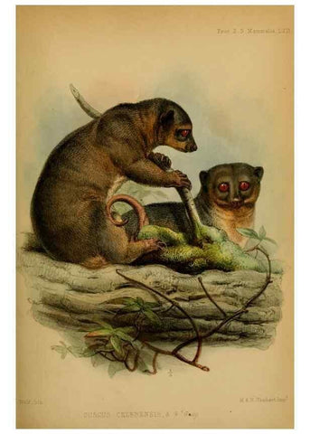 Reproducción/Reproduction 41309484924: Proceedings of the Zoological Society of London.. London :Academic Press, [etc.],1833-1965.. 