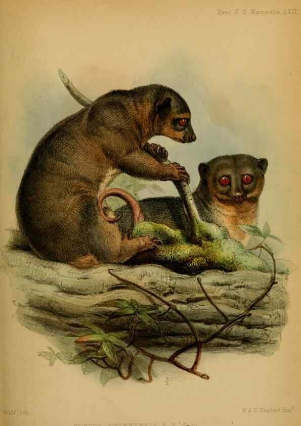 Reproducción/Reproduction 41309484924: Proceedings of the Zoological Society of London.. London :Academic Press, [etc.],1833-1965.. 