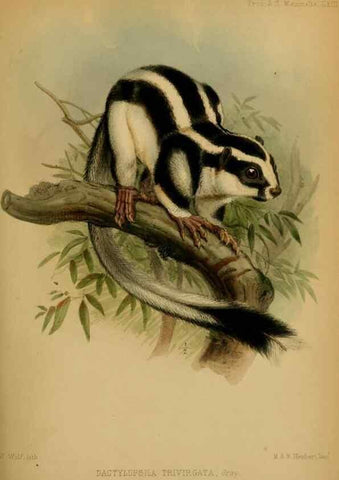 Reproducción/Reproduction 28156462098: Proceedings of the Zoological Society of London.. London :Academic Press, [etc.],1833-1965.. 