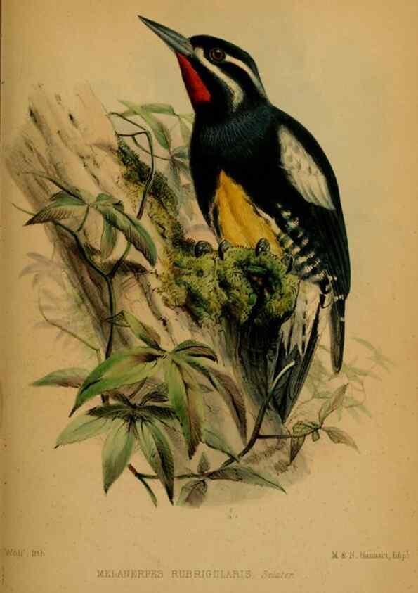 Reproducción/Reproduction 28156482638: Proceedings of the Zoological Society of London.. London :Academic Press, [etc.],1833-1965.. 