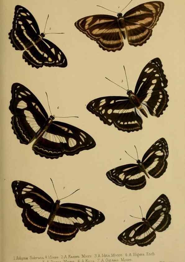 Reproducción/Reproduction 40222012750: Proceedings of the Zoological Society of London.. London :Academic Press, [etc.],1833-1965.. 