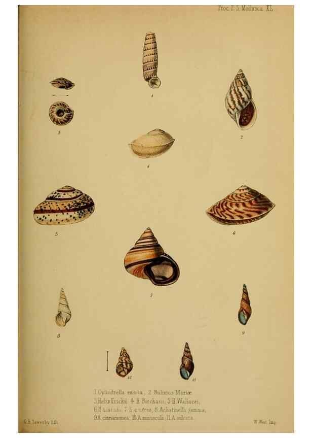 Reproducción/Reproduction 42029703551: Proceedings of the Zoological Society of London.. London :Academic Press, [etc.],1833-1965.. 