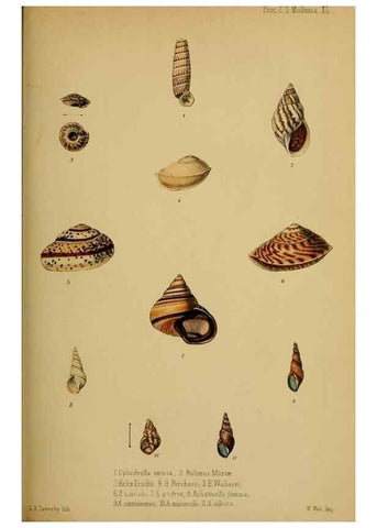 Reproducción/Reproduction 42029703551: Proceedings of the Zoological Society of London.. London :Academic Press, [etc.],1833-1965.. 