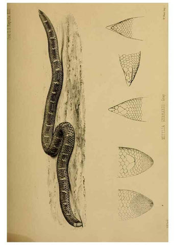 Reproducción/Reproduction 40222016310: Proceedings of the Zoological Society of London.. London :Academic Press, [etc.],1833-1965.. 
