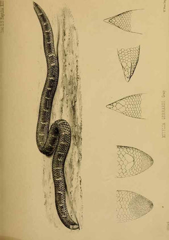 Reproducción/Reproduction 40222016310: Proceedings of the Zoological Society of London.. London :Academic Press, [etc.],1833-1965.. 