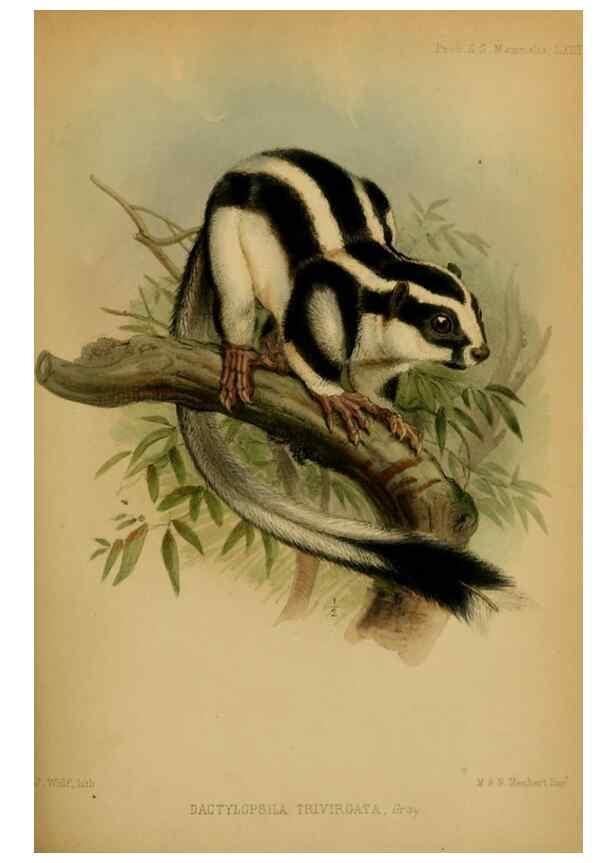 Reproducción/Reproduction 42030477291: Proceedings of the Zoological Society of London.. London :Academic Press, [etc.],1833-1965.. 