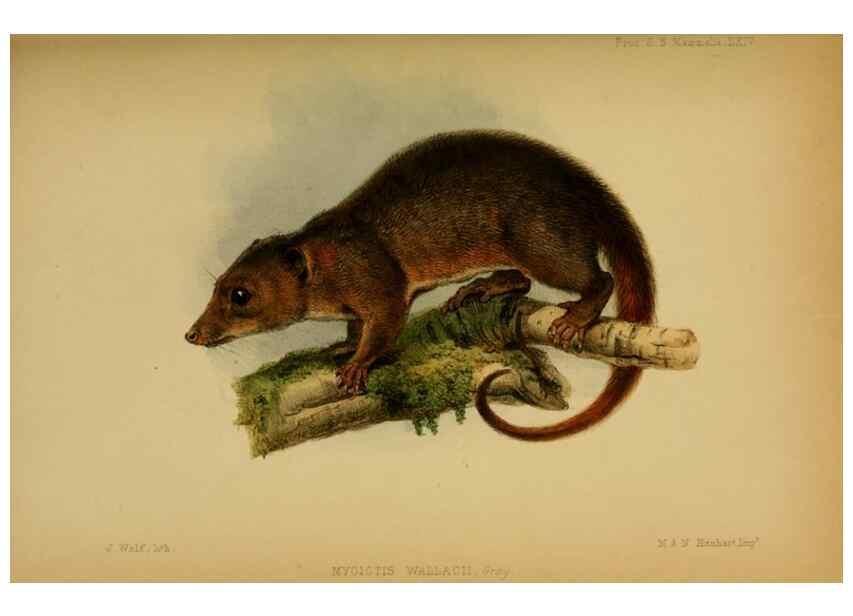 Reproducción/Reproduction 27160086477: Proceedings of the Zoological Society of London.. London :Academic Press, [etc.],1833-1965.. 