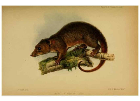 Reproducción/Reproduction 27160086477: Proceedings of the Zoological Society of London.. London :Academic Press, [etc.],1833-1965.. 