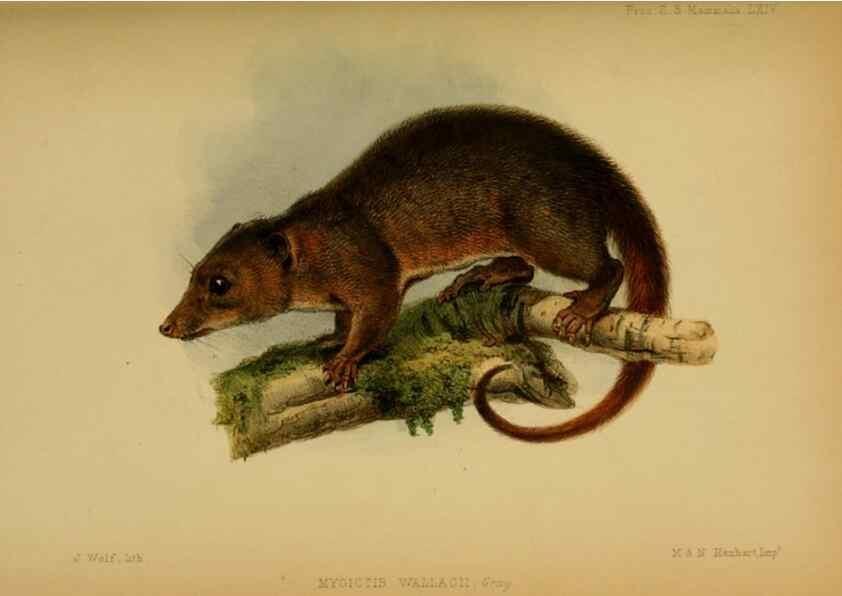 Reproducción/Reproduction 27160086477: Proceedings of the Zoological Society of London.. London :Academic Press, [etc.],1833-1965.. 
