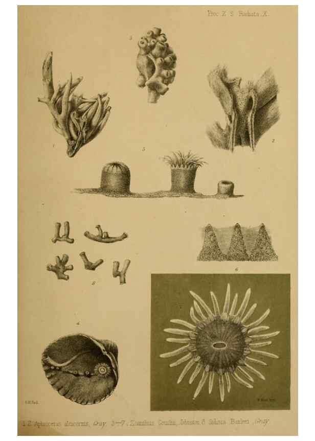 Reproducción/Reproduction 27160088547: Proceedings of the Zoological Society of London.. London :Academic Press, [etc.],1833-1965.. 