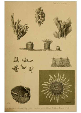 Reproducción/Reproduction 27160088547: Proceedings of the Zoological Society of London.. London :Academic Press, [etc.],1833-1965.. 