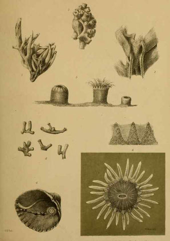 Reproducción/Reproduction 27160088547: Proceedings of the Zoological Society of London.. London :Academic Press, [etc.],1833-1965.. 