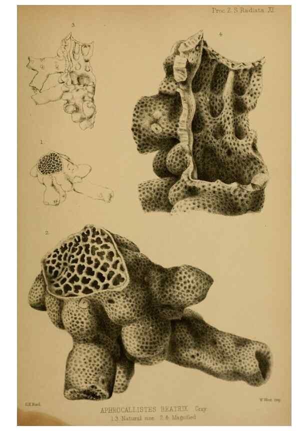 Reproducción/Reproduction 40222741660: Proceedings of the Zoological Society of London.. London :Academic Press, [etc.],1833-1965.. 