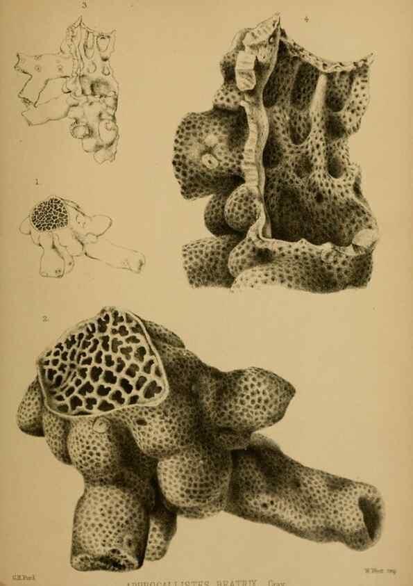 Reproducción/Reproduction 40222741660: Proceedings of the Zoological Society of London.. London :Academic Press, [etc.],1833-1965.. 