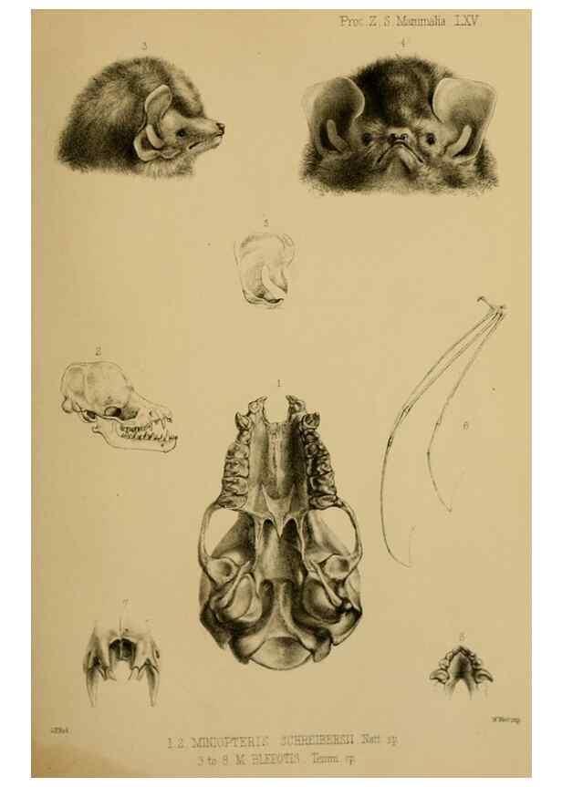 Reproducción/Reproduction 40222742760: Proceedings of the Zoological Society of London.. London :Academic Press, [etc.],1833-1965.. 