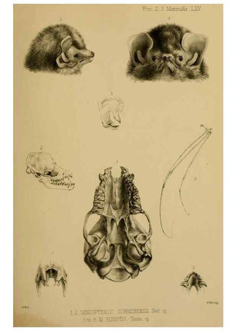 Reproducción/Reproduction 40222742760: Proceedings of the Zoological Society of London.. London :Academic Press, [etc.],1833-1965.. 