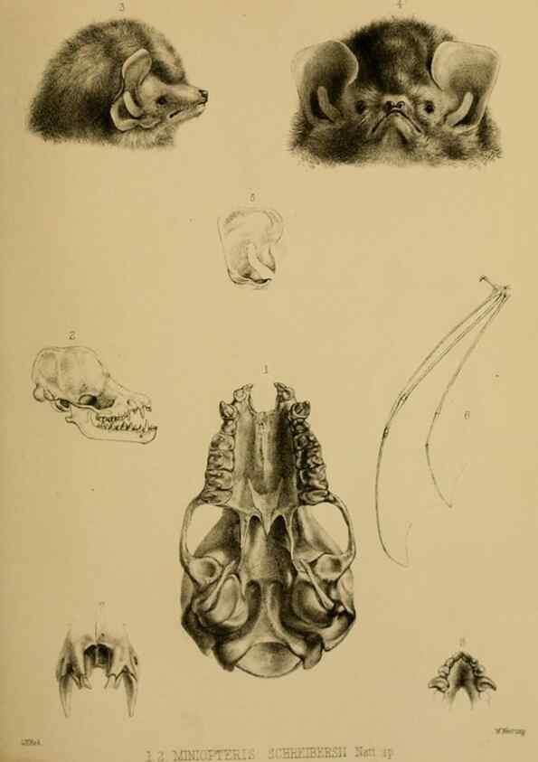 Reproducción/Reproduction 40222742760: Proceedings of the Zoological Society of London.. London :Academic Press, [etc.],1833-1965.. 