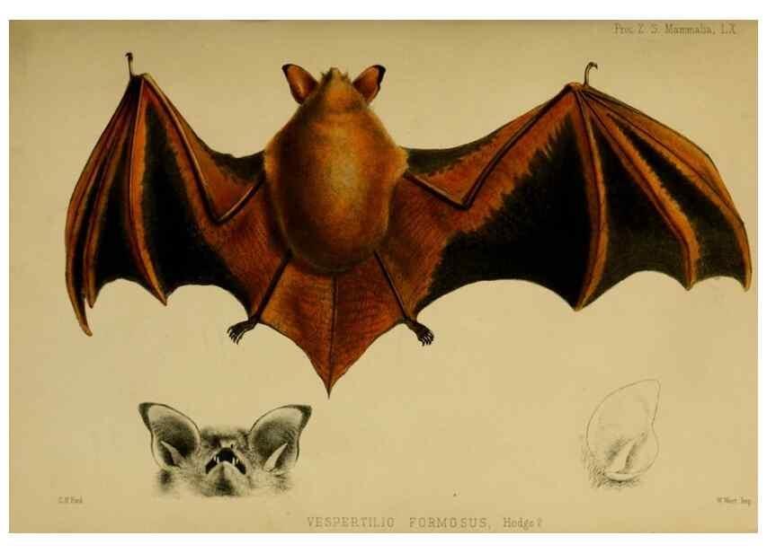 Reproducción/Reproduction 28156452808: Proceedings of the Zoological Society of London.. London :Academic Press, [etc.],1833-1965.. 
