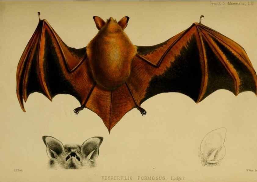 Reproducción/Reproduction 28156452808: Proceedings of the Zoological Society of London.. London :Academic Press, [etc.],1833-1965.. 