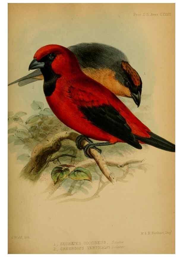 Reproducción/Reproduction 41129612295: Proceedings of the Zoological Society of London.. London :Academic Press, [etc.],1833-1965.. 