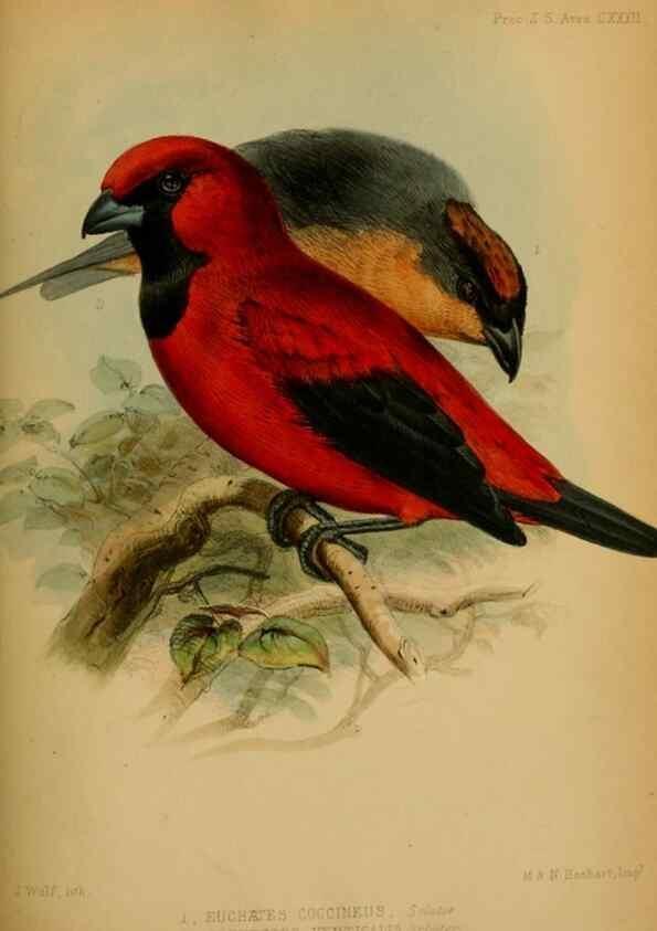 Reproducción/Reproduction 41129612295: Proceedings of the Zoological Society of London.. London :Academic Press, [etc.],1833-1965.. 
