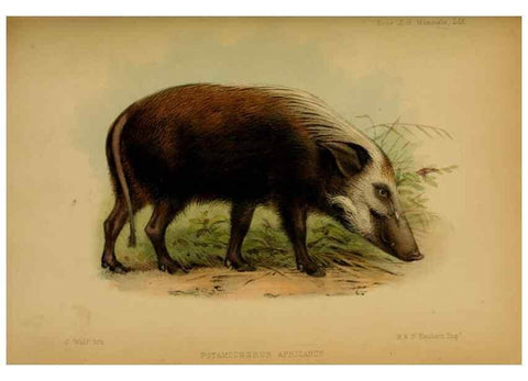 Reproducción/Reproduction 41985204012: Proceedings of the Zoological Society of London.. London :Academic Press, [etc.],1833-1965.. 
