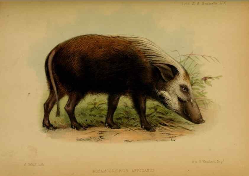 Reproducción/Reproduction 41985204012: Proceedings of the Zoological Society of London.. London :Academic Press, [etc.],1833-1965.. 