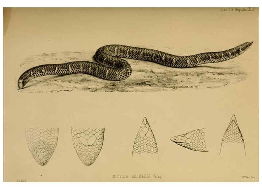Reproducción/Reproduction 28156447188: Proceedings of the Zoological Society of London.. London :Academic Press, [etc.],1833-1965.. 