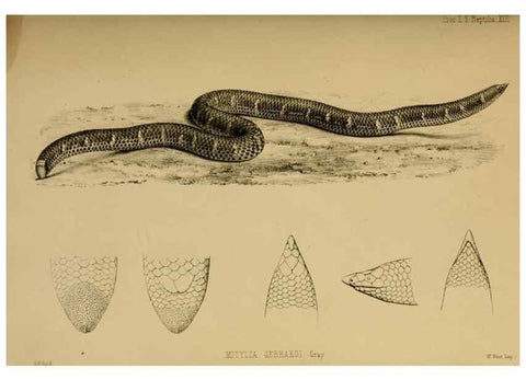 Reproducción/Reproduction 28156447188: Proceedings of the Zoological Society of London.. London :Academic Press, [etc.],1833-1965.. 