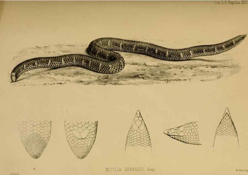 Reproducción/Reproduction 28156447188: Proceedings of the Zoological Society of London.. London :Academic Press, [etc.],1833-1965.. 