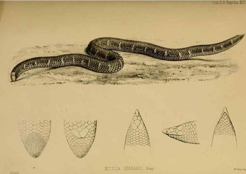 Reproducción/Reproduction 28156447188: Proceedings of the Zoological Society of London.. London :Academic Press, [etc.],1833-1965.. 
