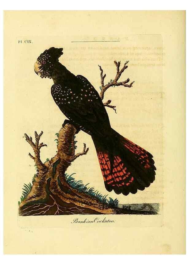 Reproducción/Reproduction 41636710951: Supplement to the General synopsis of birds.. London :Printed for Leigh & Sotheby ...,1787.. 