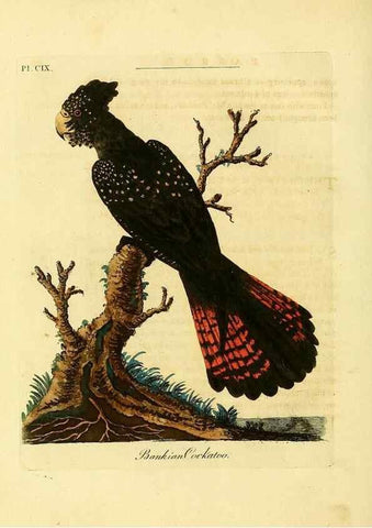 Reproducción/Reproduction 41636710951: Supplement to the General synopsis of birds.. London :Printed for Leigh & Sotheby ...,1787.. 