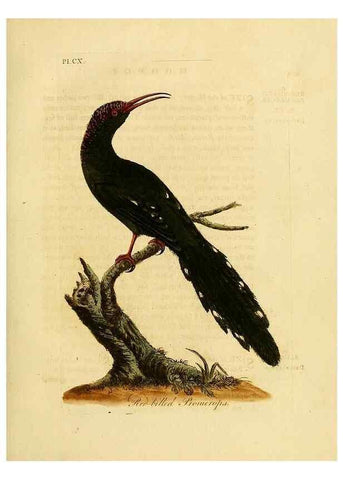 Reproducción/Reproduction 40745041365: Supplement to the General synopsis of birds.. London :Printed for Leigh & Sotheby ...,1787.. 