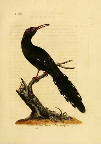 Reproducción/Reproduction 40745041365: Supplement to the General synopsis of birds.. London :Printed for Leigh & Sotheby ...,1787.. 