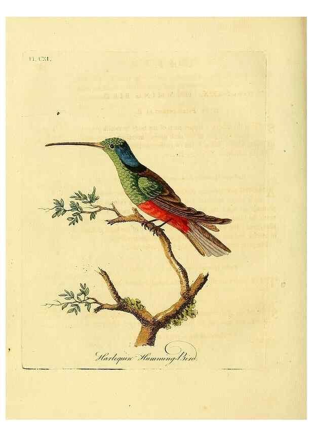 Reproducción/Reproduction 41636713831: Supplement to the General synopsis of birds.. London :Printed for Leigh & Sotheby ...,1787.. 